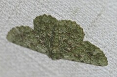 Aeolochroma viridicata