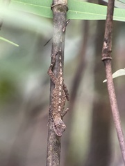 Anolis ortonii
