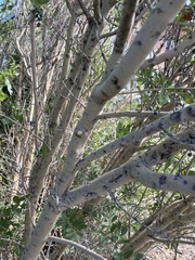 Forestiera