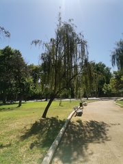 Magnoliopsida