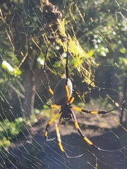 Trichonephila inaurata inaurata