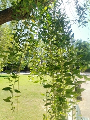 Magnoliopsida