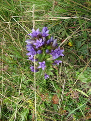 Gentianella austriaca