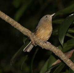 Colluricincla rufogaster