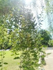 Magnoliopsida
