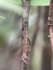 Anolis ortonii