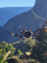 Trichonephila inaurata inaurata