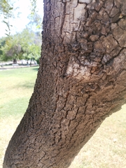 Magnoliopsida
