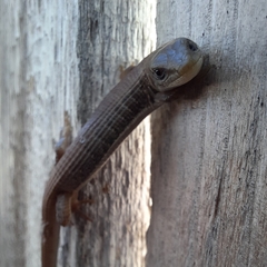 Elgaria multicarinata webbii