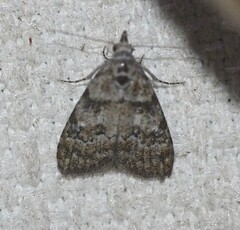 Nola euraphes