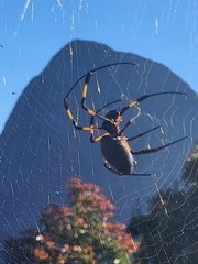 Trichonephila inaurata inaurata