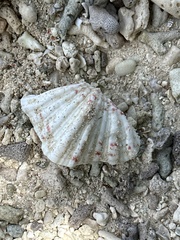 Tridacninae