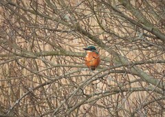 Alcedo atthis ispida