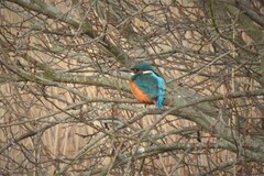 Alcedo atthis ispida