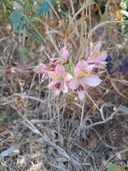 Alstroemeria recumbens