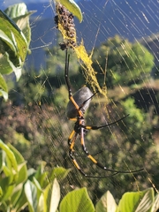 Trichonephila inaurata inaurata
