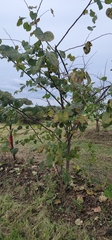 Cercis canadensis
