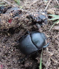 Geotrupes opacus
