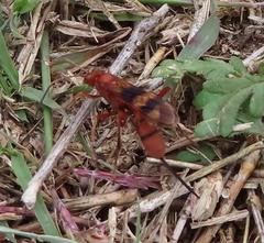 Compsocryptus texensis