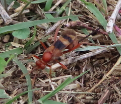 Compsocryptus texensis