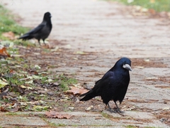 Corvus frugilegus