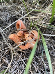 Clathrus columnatus