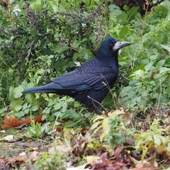 Corvus frugilegus