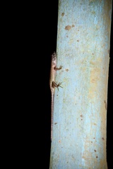 Sphenomorphus sabanus