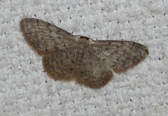 Idaea trissorma
