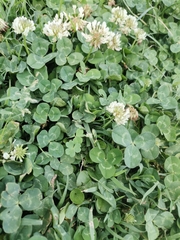 Trifolium repens