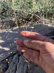 Linanthus harknessii