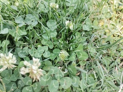 Trifolium repens