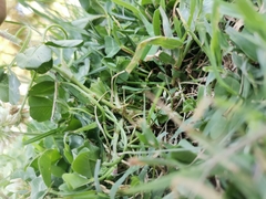 Trifolium repens