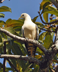 Ducula spilorrhoa