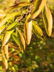 Spiraea thunbergii