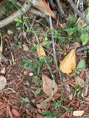 Euphorbia graminea