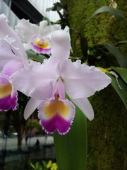 Cattleya trianae