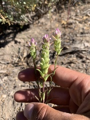 Orthocarpus cuspidatus cryptanthus