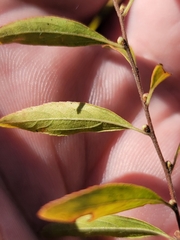 Spiraea thunbergii