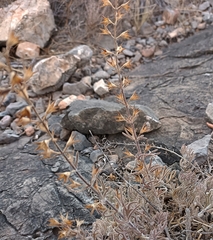 Teucrium pseudochamaepitys