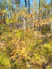 Spiraea thunbergii