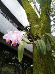 Cattleya trianae