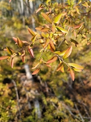 Spiraea thunbergii