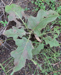 Solanum dimidiatum