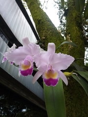Cattleya trianae