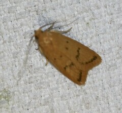 Eulechria subpunctella