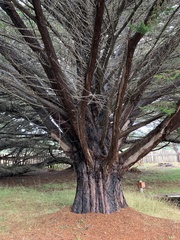 Cupressus macrocarpa
