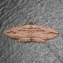 Austrocidaria gobiata