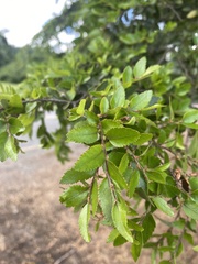 Nothofagus obliqua