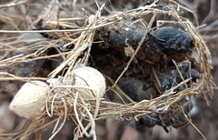 Latrodectus tredecimguttatus